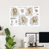 Ear Acupunctie Europees Systeem Auriculotherapie Poster (Thuiskantoor)