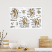 Ear Acupunctie Europees Systeem Auriculotherapie Poster (Keuken)