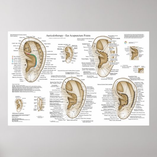 Ear Acupunctie Europees Systeem Auriculotherapie Poster (Voorkant)