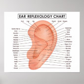 Ear Reflexology Chart 20" x 16", (Matte) Poster (Voorkant)
