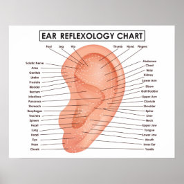 Ear Reflexology Chart 20" x 16", (Matte) Poster