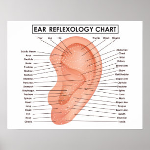 Ear Reflexology Chart 20" x 16", (Matte) Poster