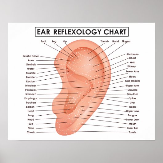 Ear Reflexology Chart 20" x 16", (Matte) Poster (Voorkant)
