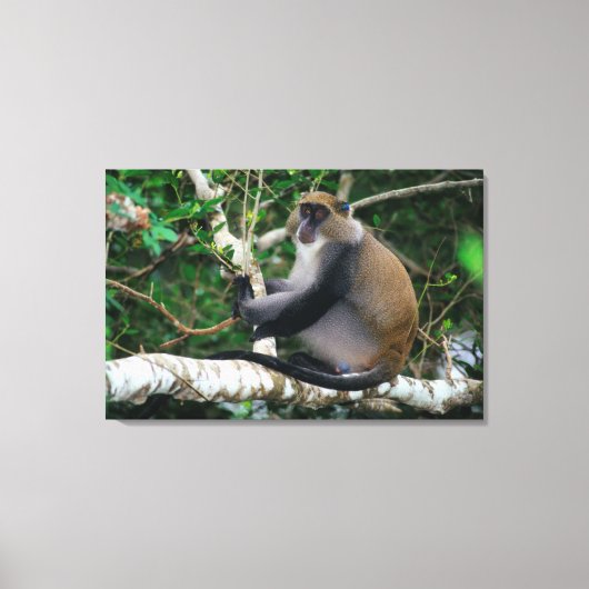 Ear Tagged Samango Monkey Canvas Afdruk (Voorkant)