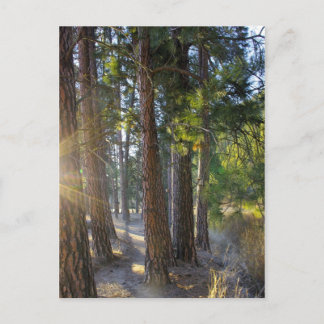 Early Morning Hike Briefkaart