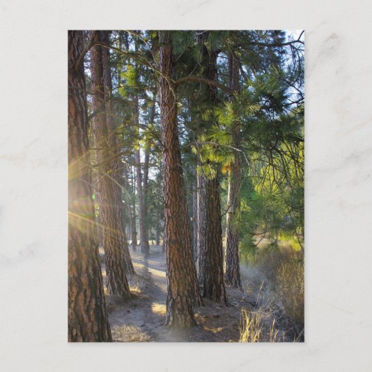 Early Morning Hike Briefkaart (Voorkant)