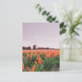 Early Morning Tulip Field & Windmill Holland Briefkaart (Staand voorkant)