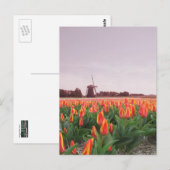 Early Morning Tulip Field & Windmill Holland Briefkaart (Voorkant / Achterkant)