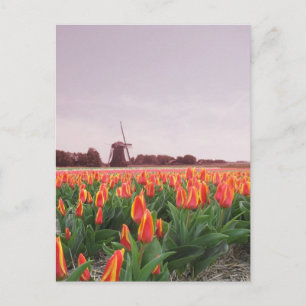 Early Morning Tulip Field & Windmill Holland Briefkaart