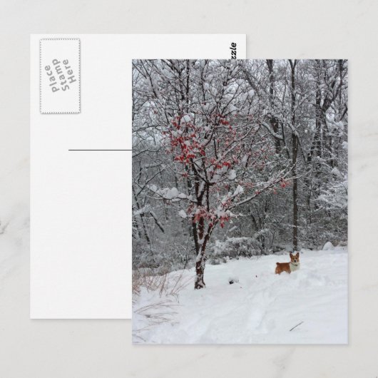 Early Snow: Corgi Postcard Briefkaart (Voorkant / Achterkant)