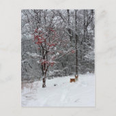 Early Snow: Corgi Postcard Briefkaart (Voorkant)