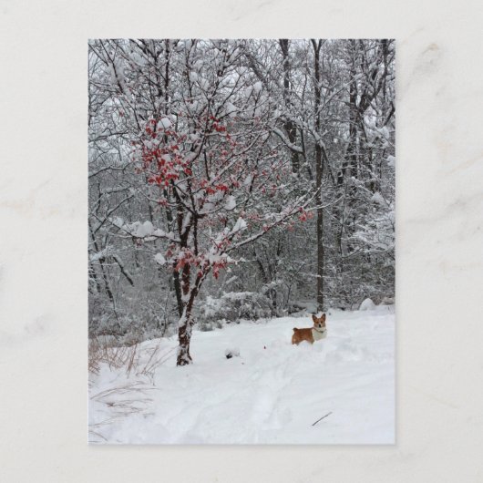 Early Snow: Corgi Postcard Briefkaart (Voorkant)