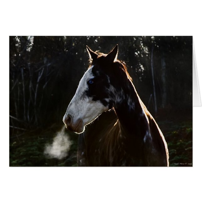 EarlyMornBlues (Voorkant Horizontaal)