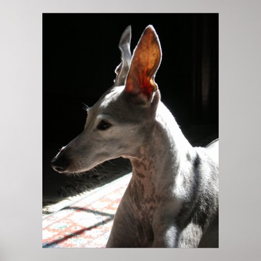 Ears Up, foto Poster (Voorkant)