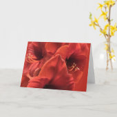 Earth Ruby Red Amaryllis Closeup Afbeelding Kaart (Gele Bloem)