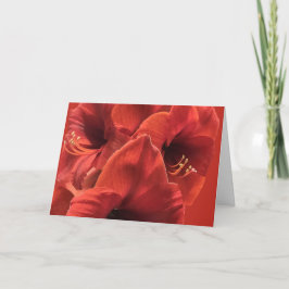 Earth Ruby Red Amaryllis Closeup Afbeelding Kaart