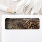 Earth Turtles adreslabel Etiket (Insitu)