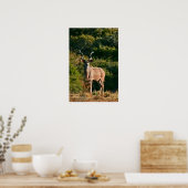 East Cape Kudu canvas afdrukken Poster (Keuken)