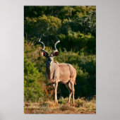 East Cape Kudu canvas afdrukken Poster (Voorkant)