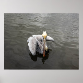 East Coast Pelican (Matte) Poster