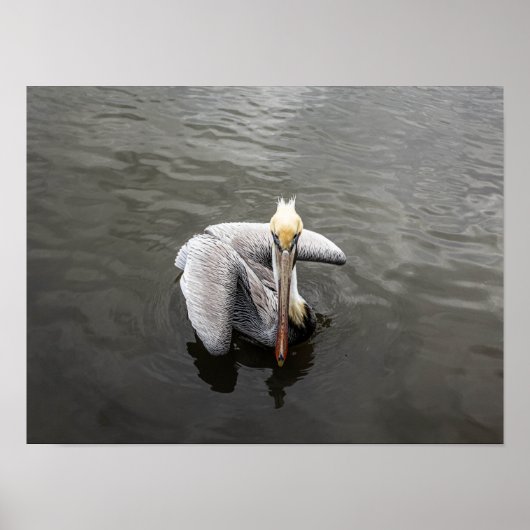 East Coast Pelican (Matte) Poster (Voorkant)