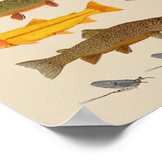 East Coast Trout Jems Poster (Hoek)