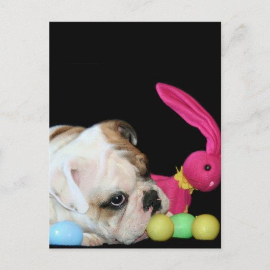 Easter Bulldog postcard Feestdagenkaart (Voorkant)