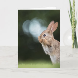 Easter Bunny Nature Photo Kaart