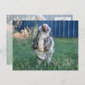 Easter Egger Rooster Feestdagenkaart (Voorkant / Achterkant)