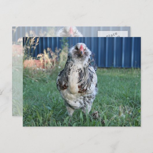 Easter Egger Rooster Feestdagenkaart (Voorkant / Achterkant)