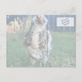 Easter Egger Rooster Feestdagenkaart (Achterkant)