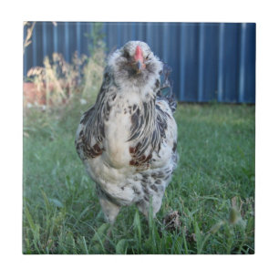 Easter Egger Rooster Tegeltje