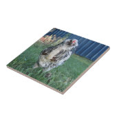 Easter Egger Rooster Tegeltje (Zijkant)