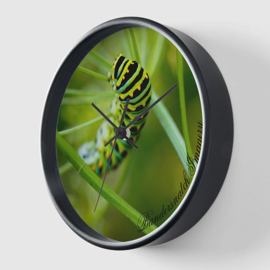 Eastern Black Swallowtail Caterpillar Clock (Hoek)