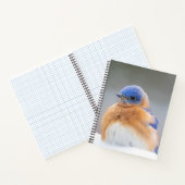 Eastern Bluebird Bird Kantoor Gifts Notitieboek Sp (Binnen)