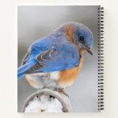 Eastern Bluebird Bird Kantoor Gifts Notitieboek Sp (Achterkant)
