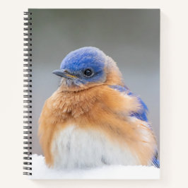 Eastern Bluebird Bird Kantoor Gifts Notitieboek Sp