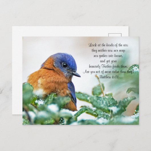Eastern Bluebird Briefkaart Matthew 6:26 (Voorkant / Achterkant)