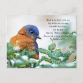 Eastern Bluebird Briefkaart Matthew 6:26 (Voorkant)