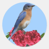 Eastern Bluebird Camellia Sticker (Voorkant)