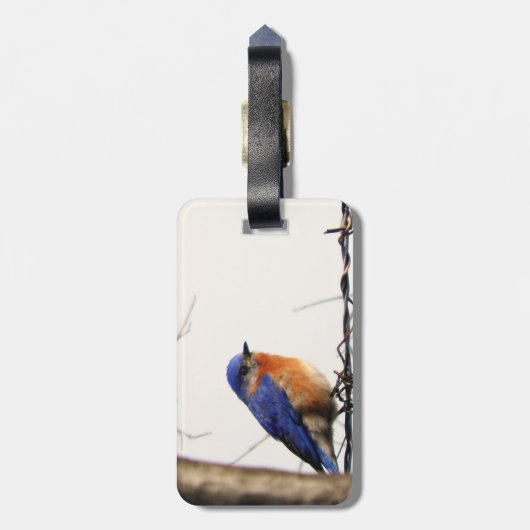 Eastern Bluebird Foto Bagagelabel (Achterkant verticaal)