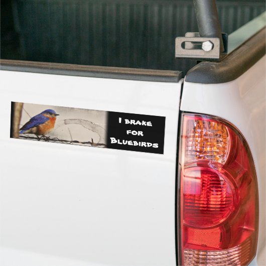 Eastern Bluebird Foto Bumpersticker (Op Truck)