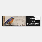 Eastern Bluebird Foto Bumpersticker (Voorkant)