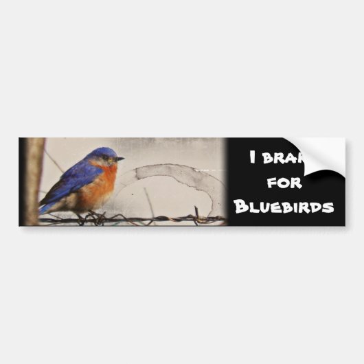 Eastern Bluebird Foto Bumpersticker (Voorkant)