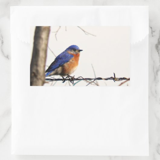 Eastern Bluebird Foto Rechthoekige Sticker (Tas)