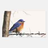 Eastern Bluebird Foto Rechthoekige Sticker (Voorkant)
