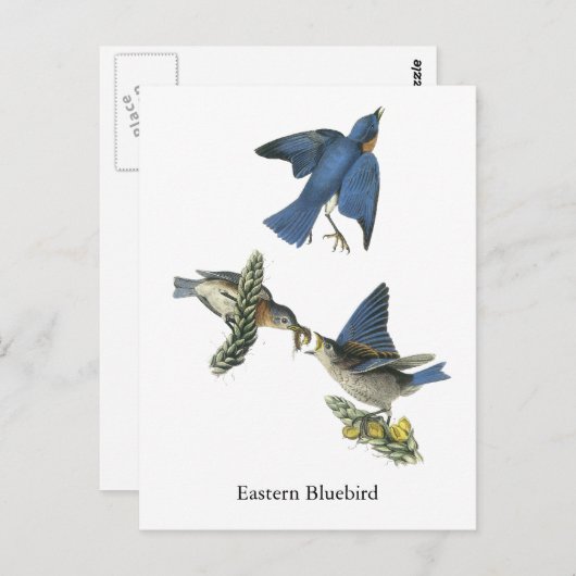 Eastern Bluebird, John Audubon Briefkaart (Voorkant / Achterkant)