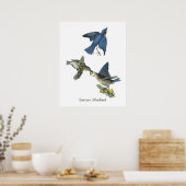Eastern Bluebird, John Audubon Poster (Keuken)