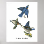 Eastern Bluebird, John Audubon Poster (Voorkant)