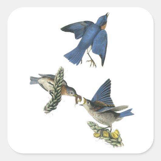 Eastern Bluebird, John Audubon Vierkante Sticker (Voorkant)